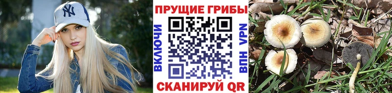 Галлюциногенные грибы Cubensis  наркошоп  Луза 